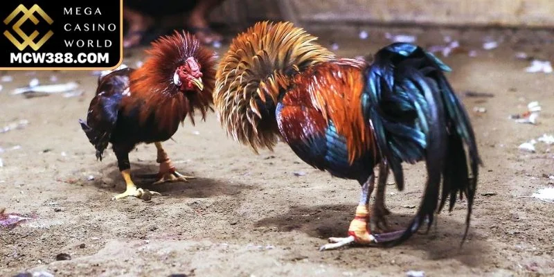 Lối đánh “thâm hiểm”