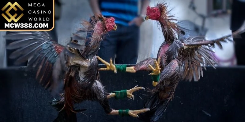 Môi trường âm thanh, hình ảnh đá gà Thái trực tuyến