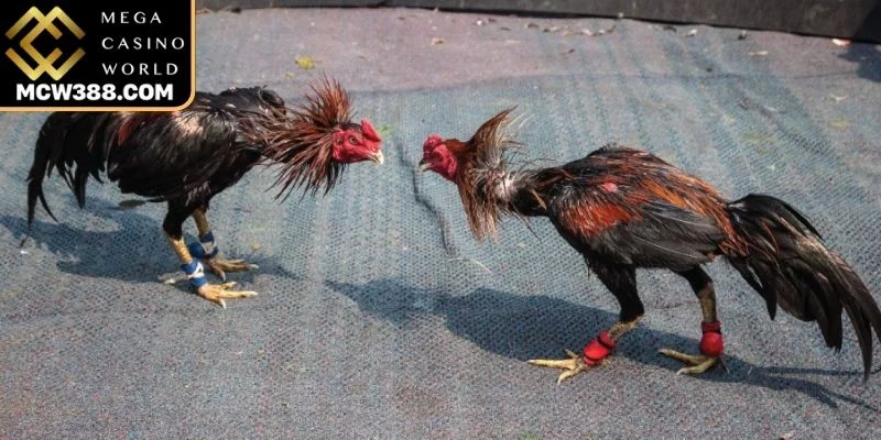 Mẹo cược gà chọi khi phân tích tương quan giữa hai lối đánh