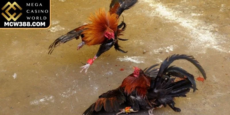 Quy chuẩn ngoại hình, thể trạng