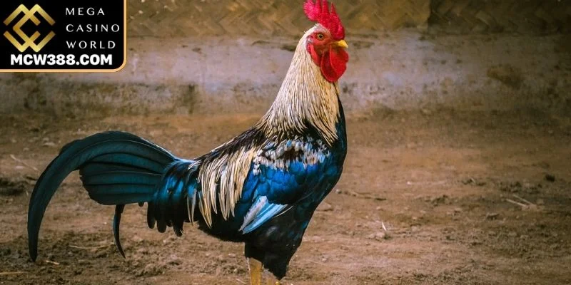 Giống và đặc điểm kỹ thuật